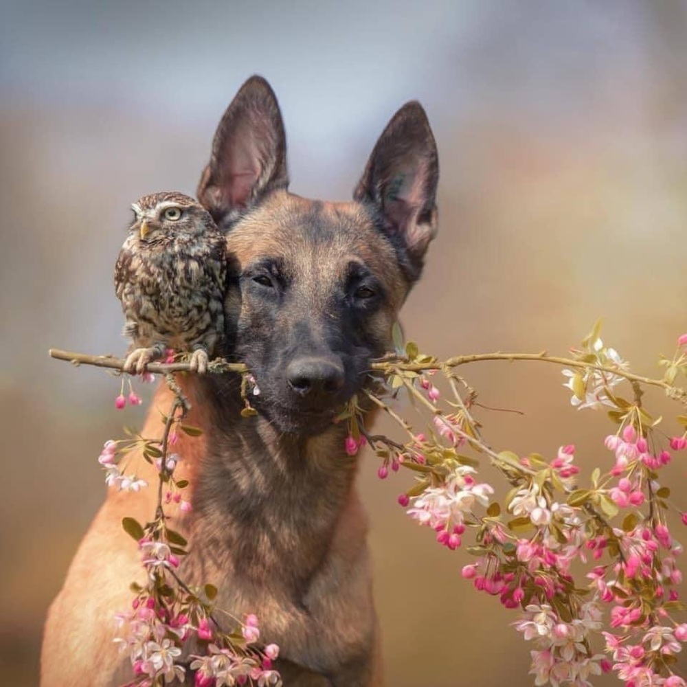 🌸 🐕 🦉🍃